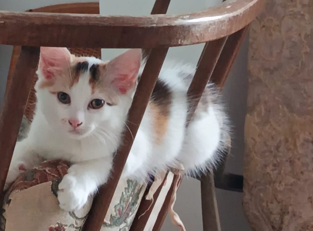 Iris - Chat Européen à adopter