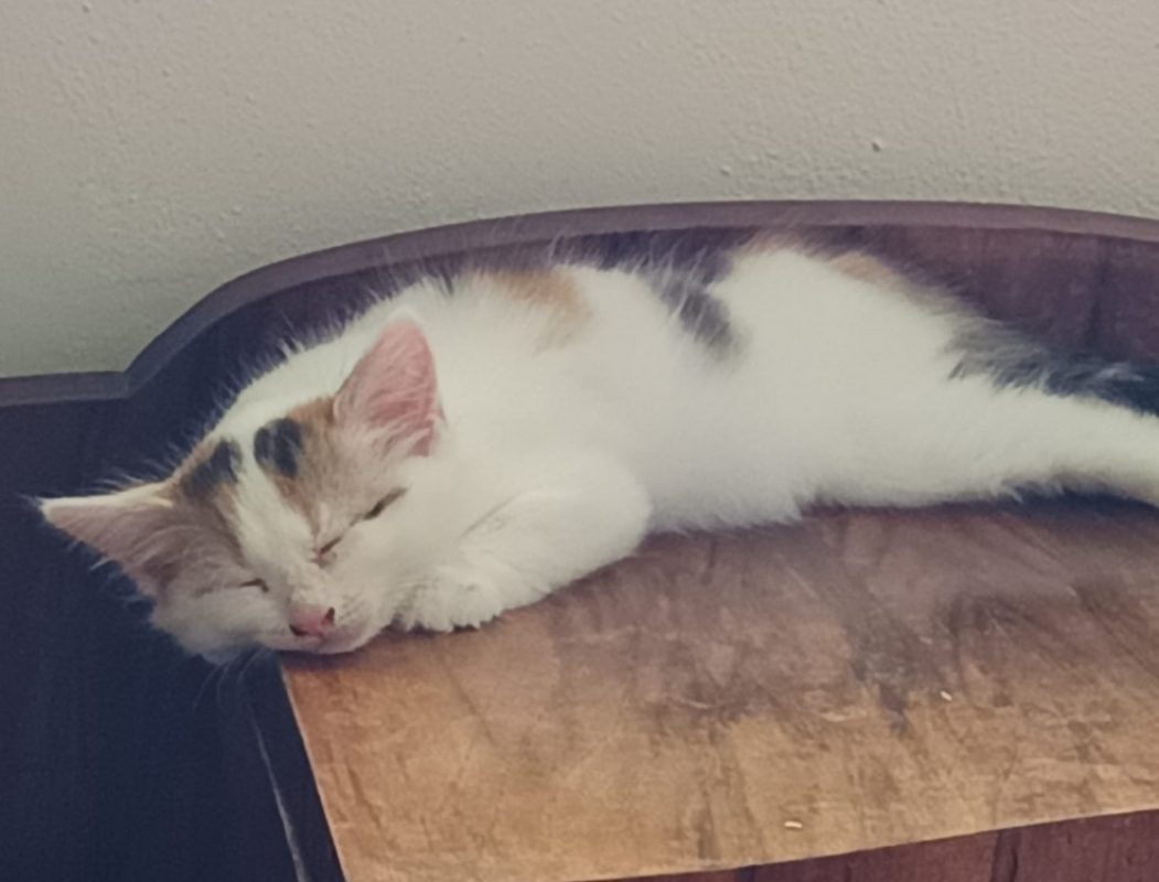 Iris - Chat Européen à adopter - photo 3