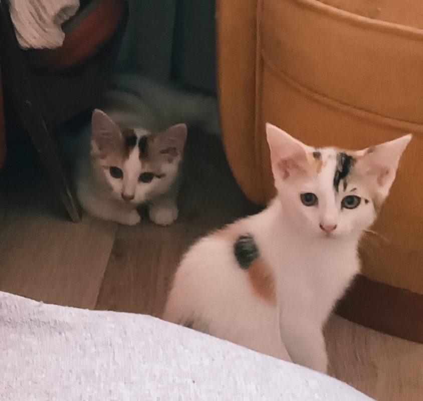 Iris - Chat Européen à adopter - photo 4