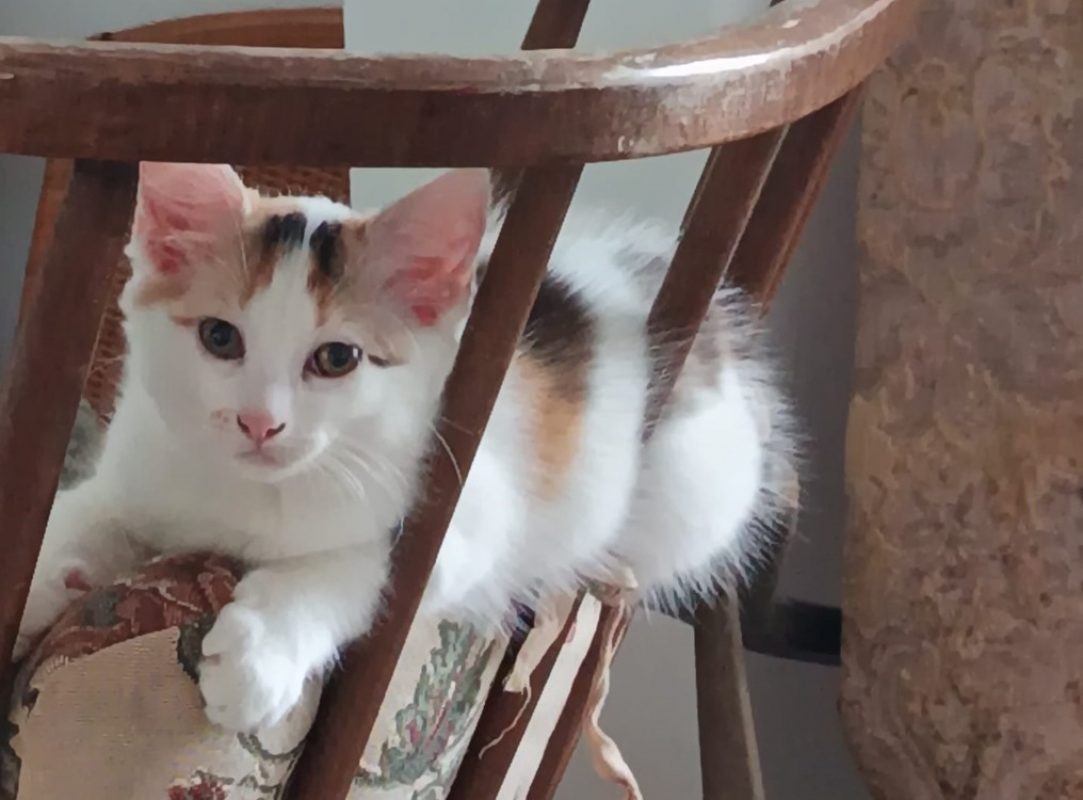 Iris - Chat Européen à adopter