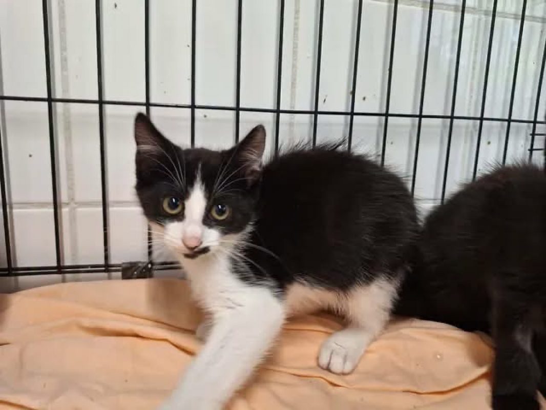 Stark - Chat Européen à adopter