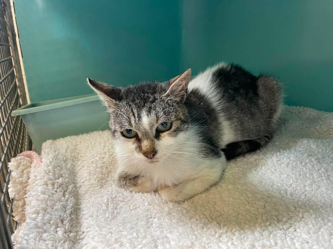 Wilma - Chat Européen à adopter