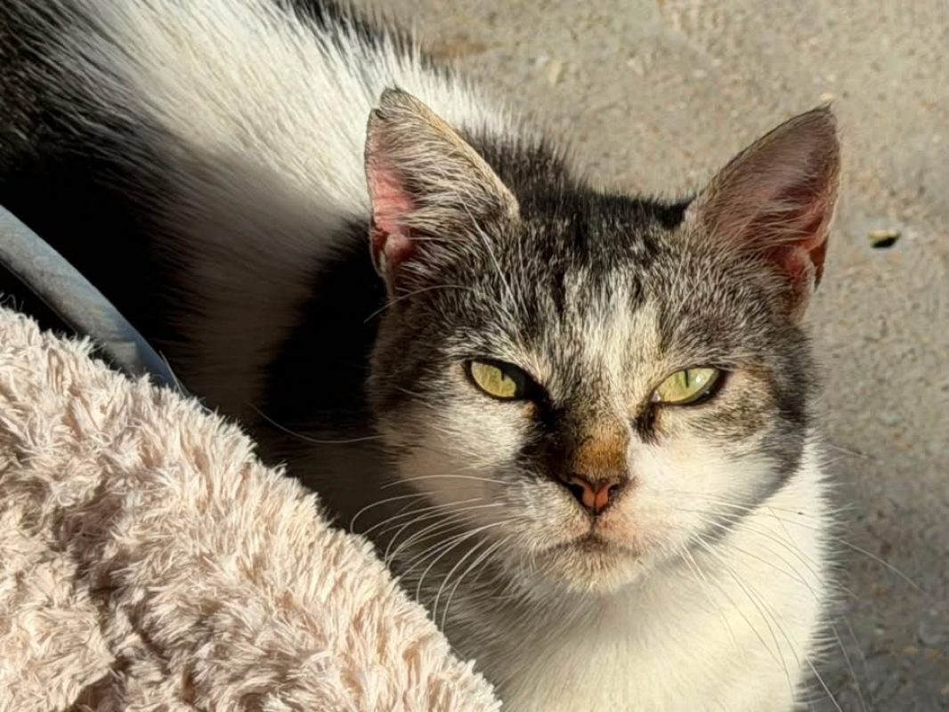 Wilma en sos - Chat Européen à adopter