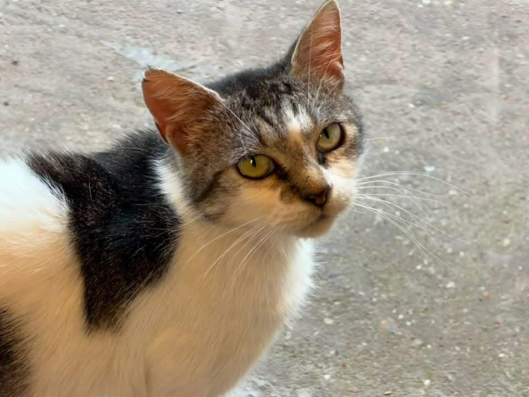 Wilma en sos - Chat Européen à adopter - photo 2