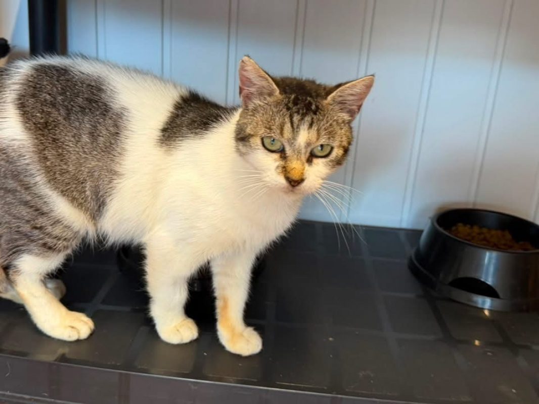 Wilma en sos - Chat Européen à adopter - photo 3