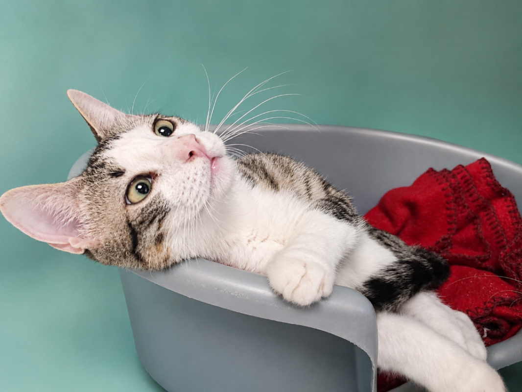 Cajou - Chat Européen à adopter