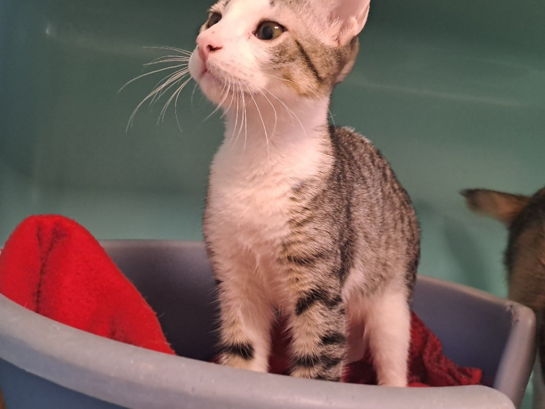 Cajou - Chat Européen à adopter - photo 2