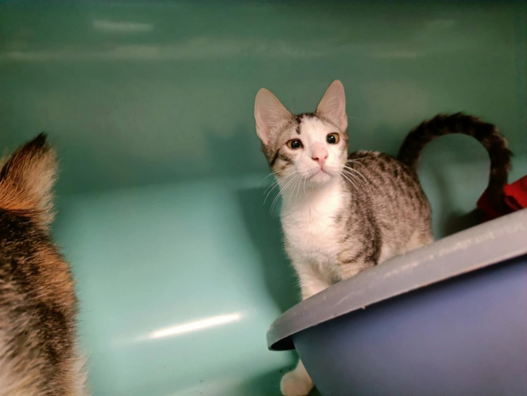 Cajou - Chat Européen à adopter - photo 3