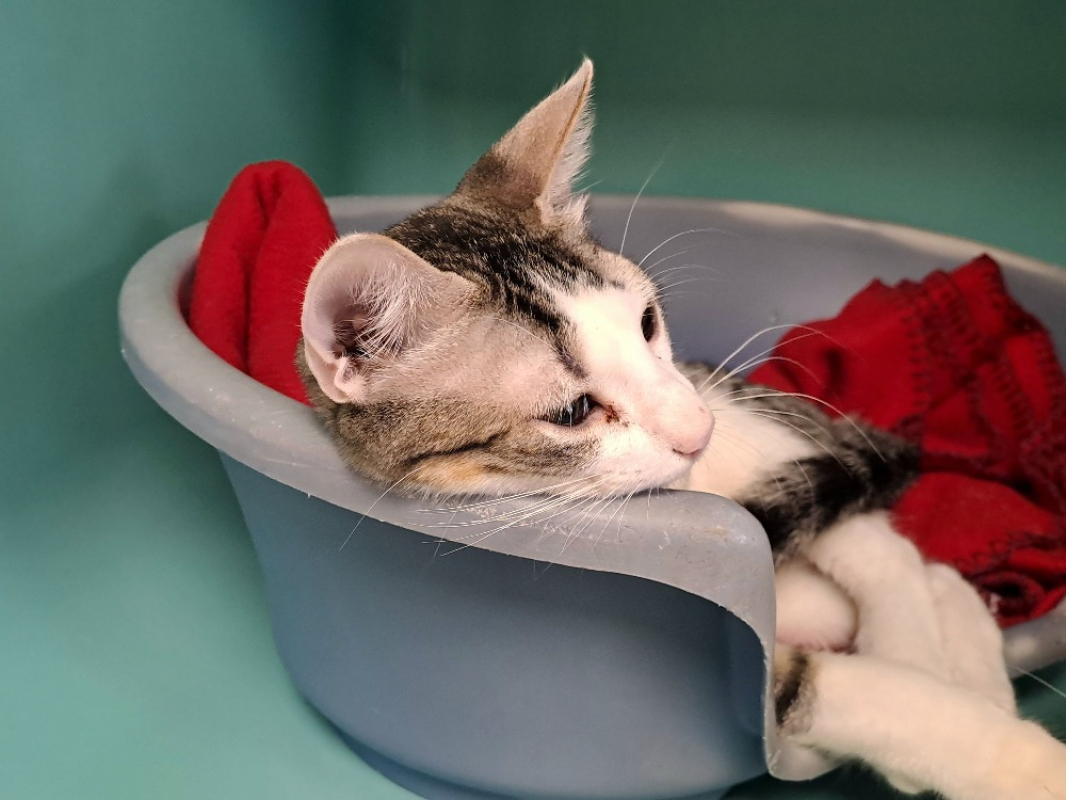 Cajou - Chat Européen à adopter - photo 4