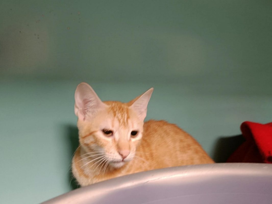 Cajoline - Chat Européen à adopter