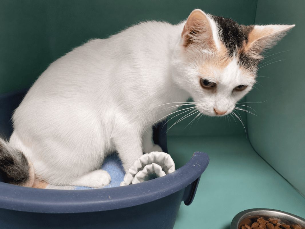 Odessa - Chat Européen à adopter