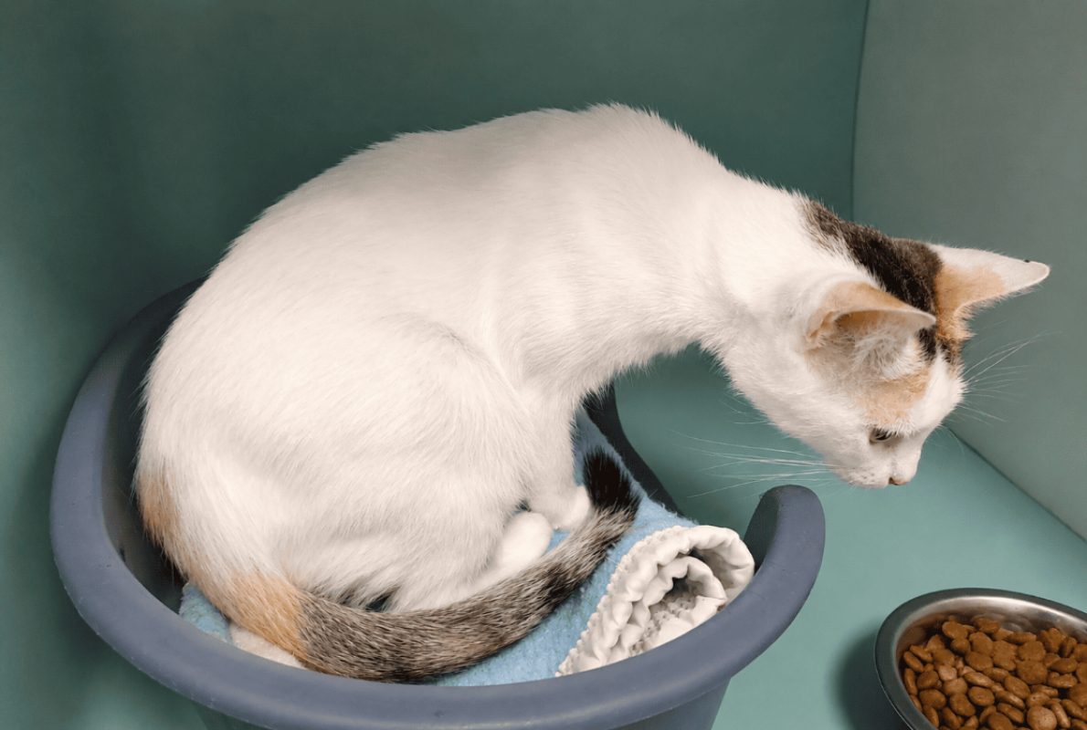 Odessa - Chat Européen à adopter - photo 2
