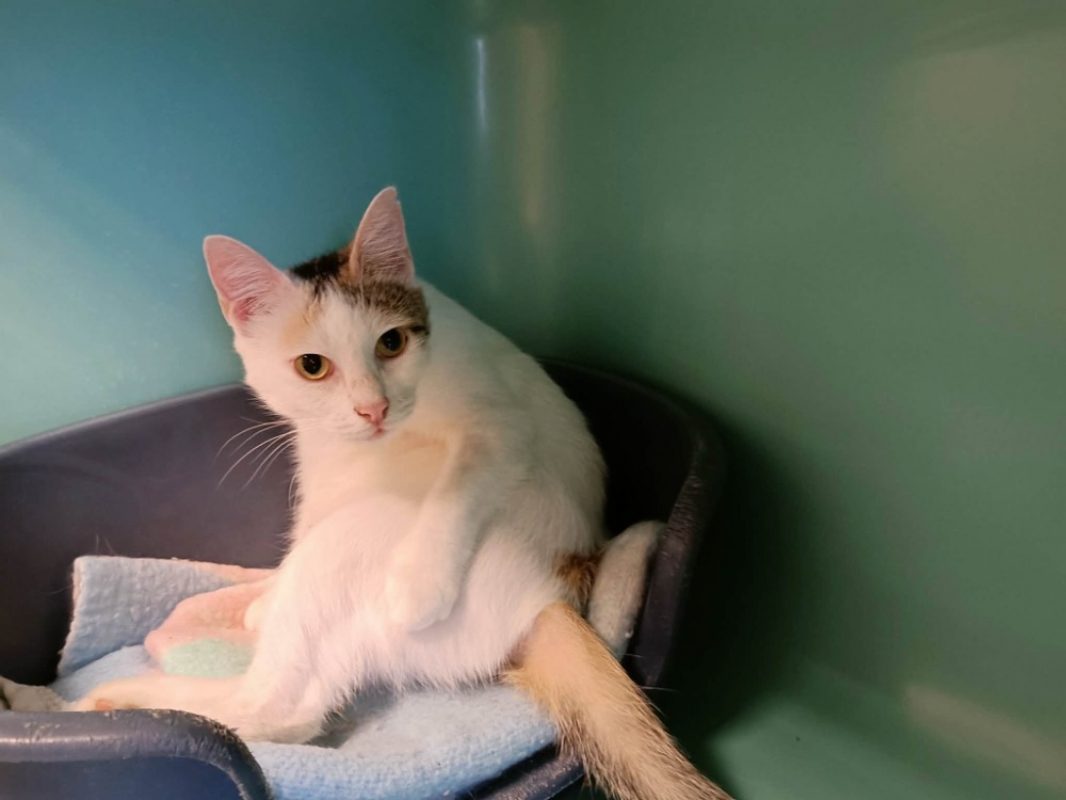 Odessa - Chat Européen à adopter - photo 3