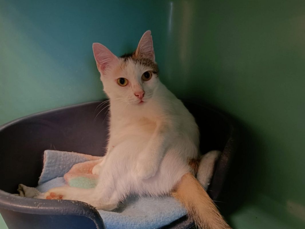 Odessa - Chat Européen à adopter - photo 4