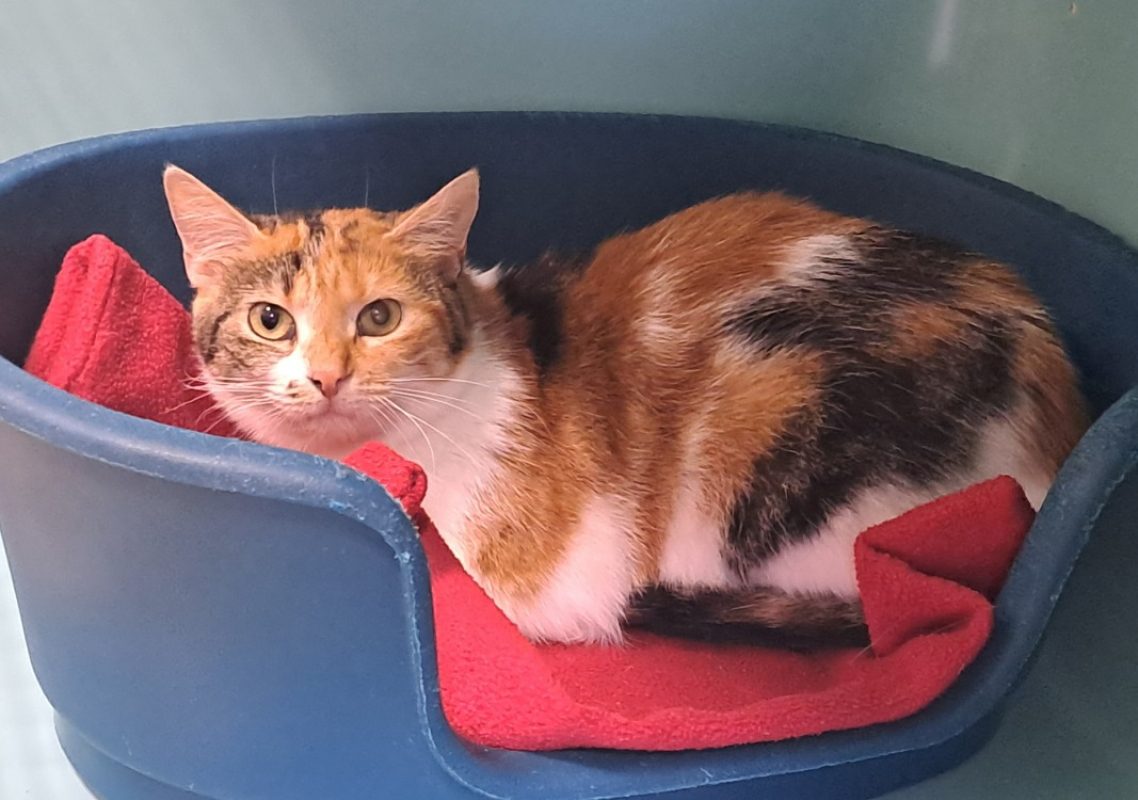 Malina - Chat Européen à adopter