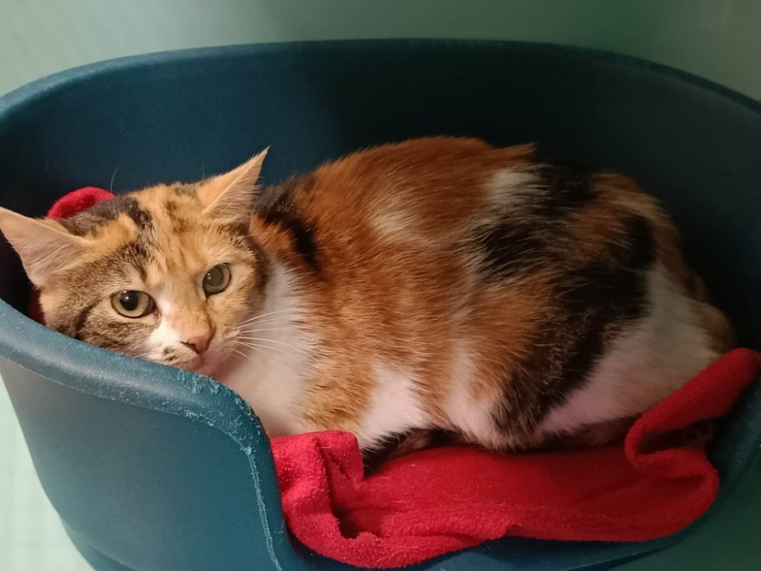 Malina - Chat Européen à adopter - photo 2