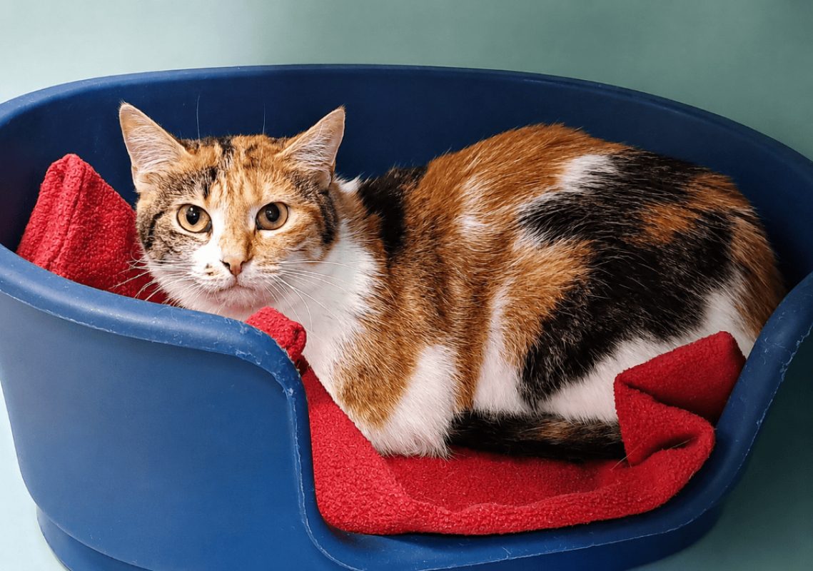 Malina - Chat Européen à adopter - photo 3