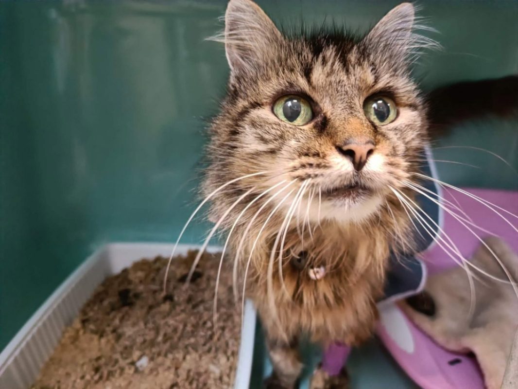 Doucette - Chat Européen à adopter