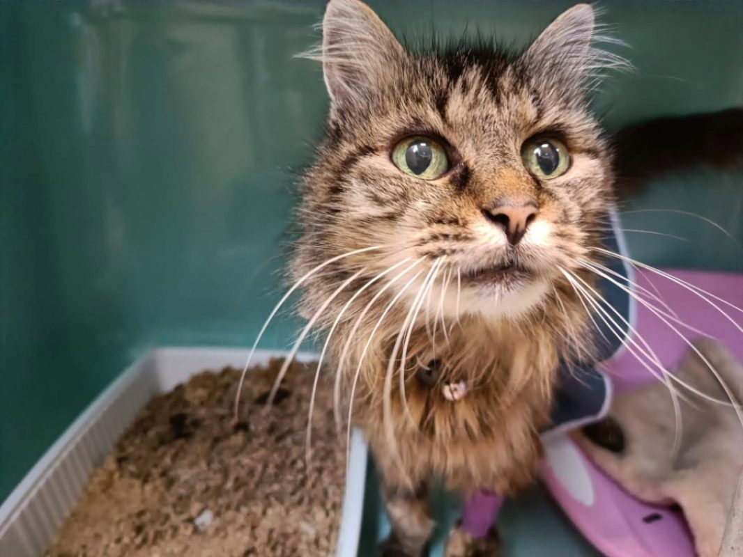 Doucette - Chat Européen à adopter