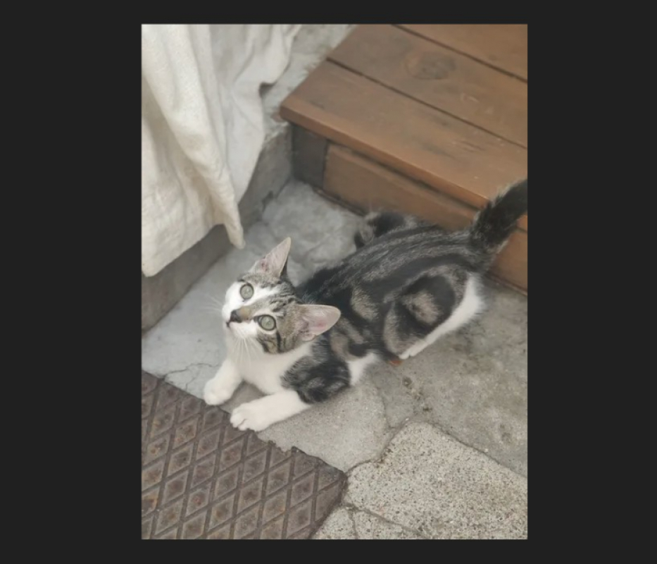 Bulbe - Chat Européen à adopter