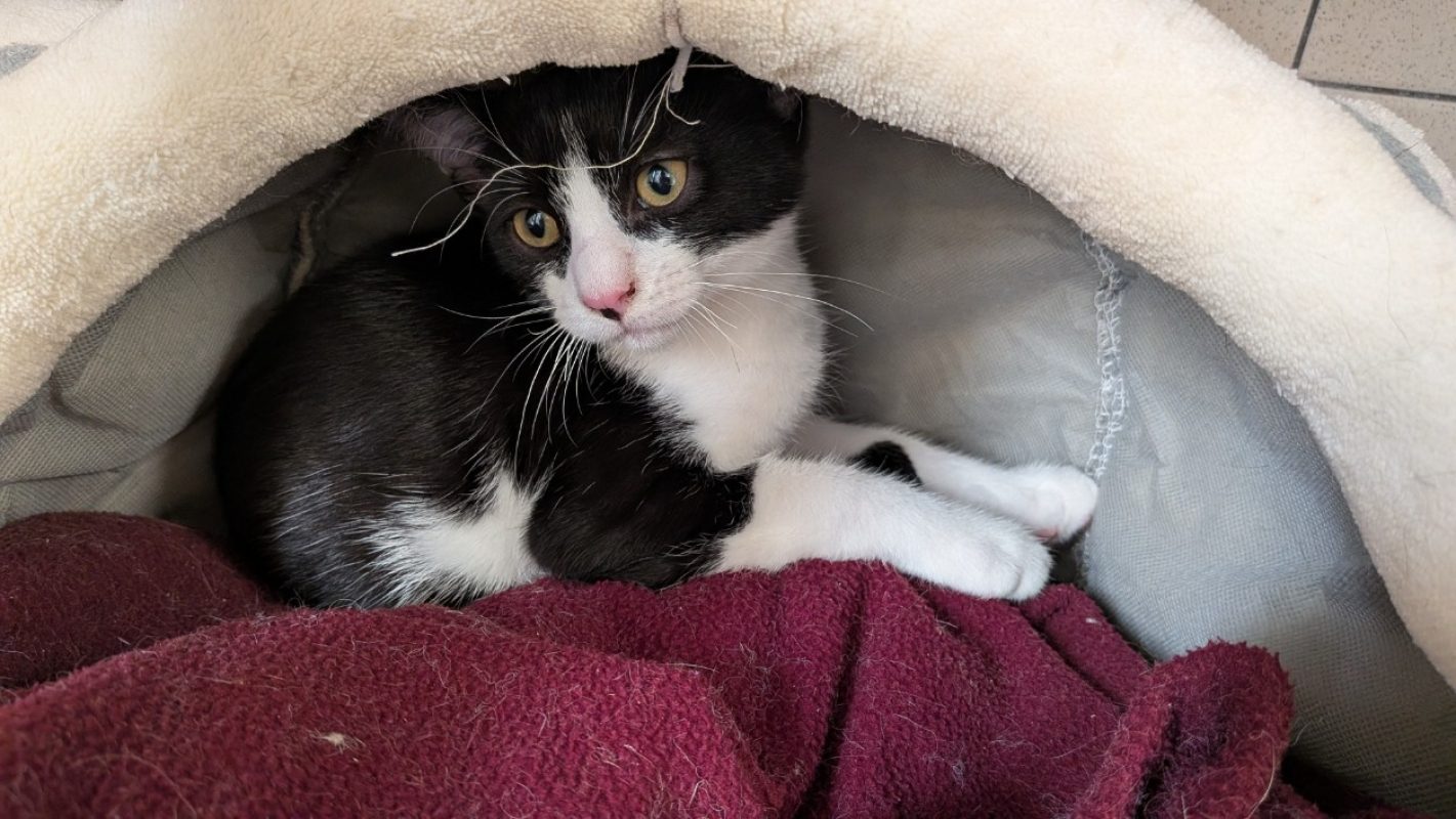 Concorde - Chat Européen à adopter