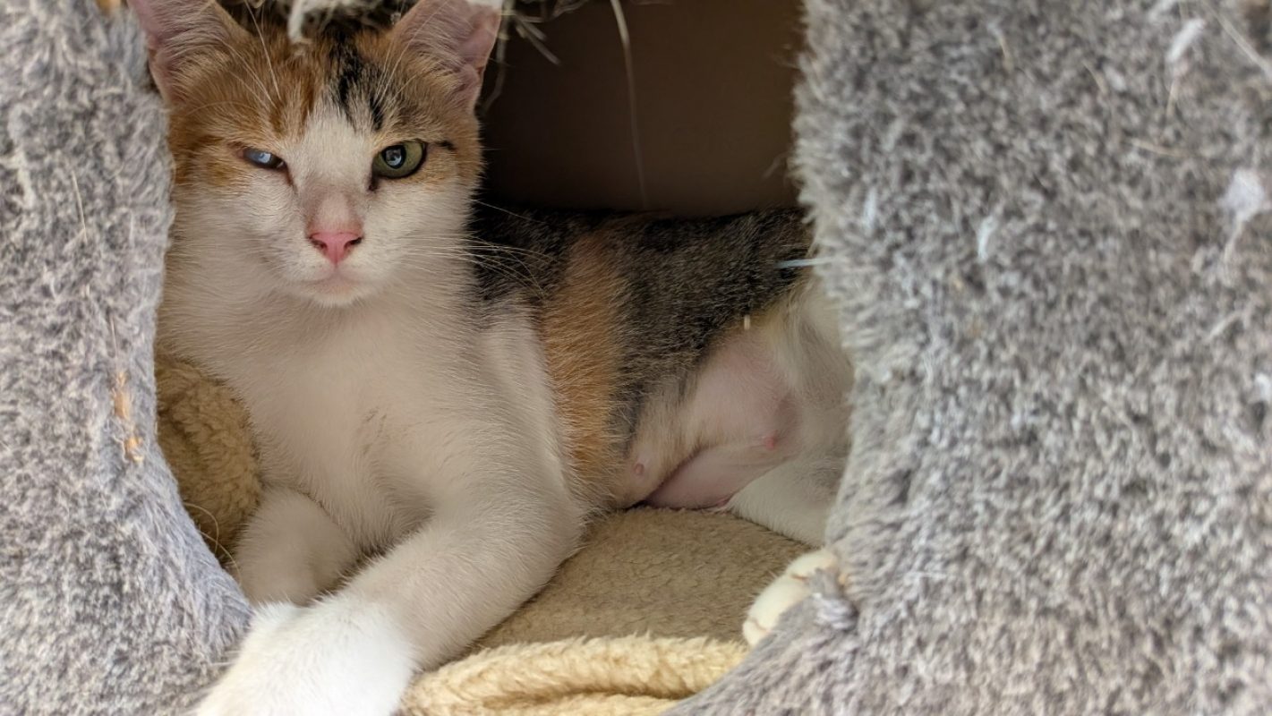 Pernety - Chat Européen à adopter