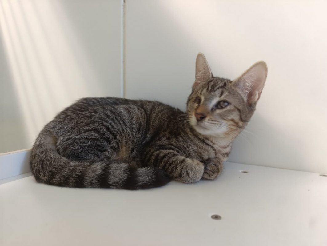 Big - Chat Européen à adopter