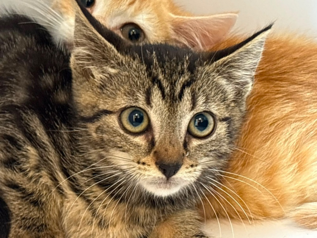 Ciri - Chat Européen à adopter