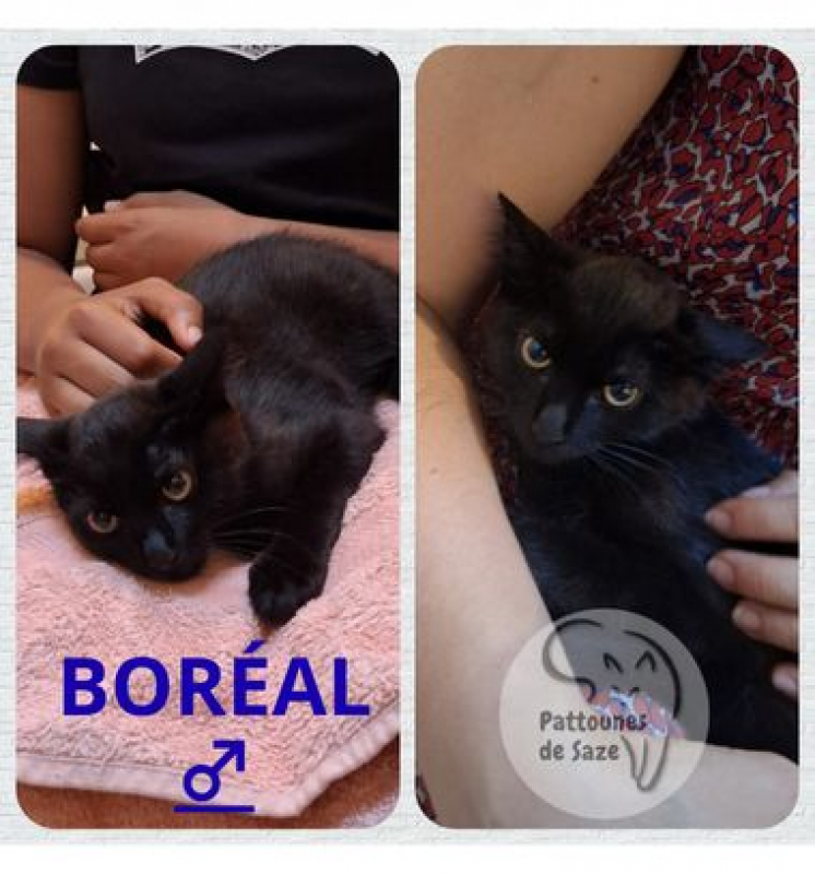 BORÉAL - Chat à adopter