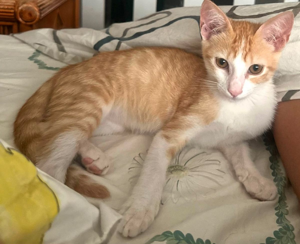 JOSÉ - Chat Européen à adopter - photo 3