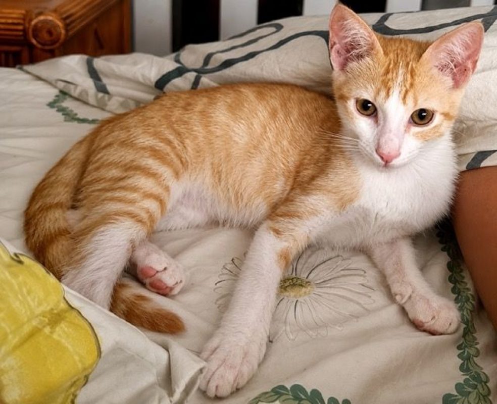 JOSÉ - Chat à adopter - photo 3