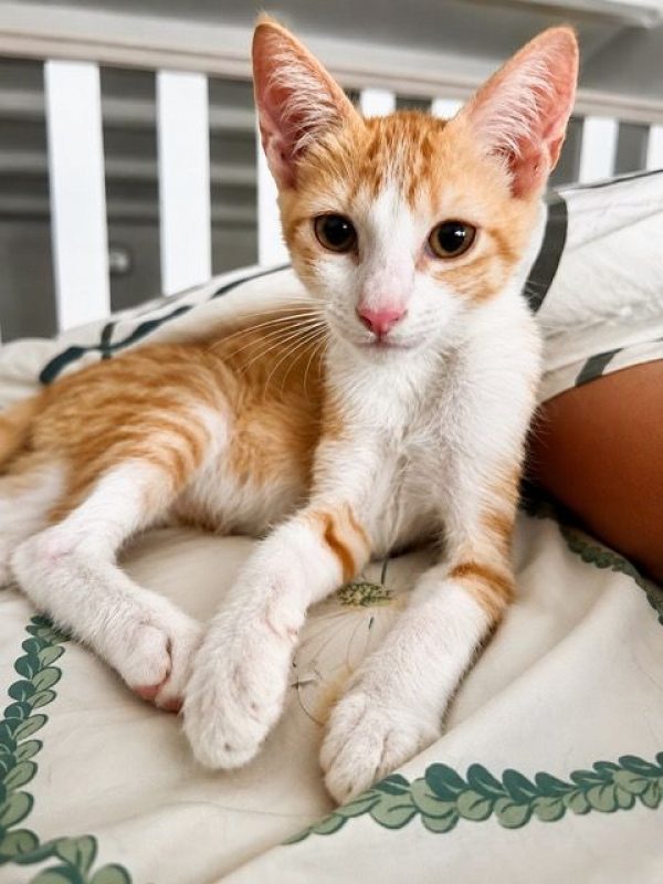 JOSÉ - Chat à adopter - photo 2