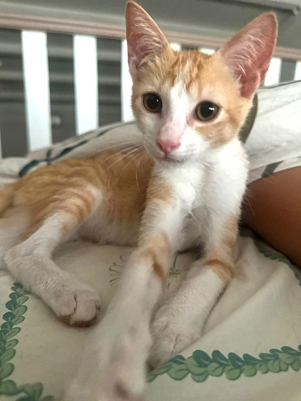 JOSÉ - Chat Européen à adopter - photo 4
