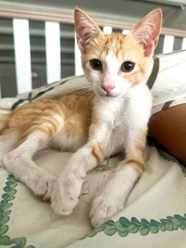 JOSÉ - Chat Européen à adopter