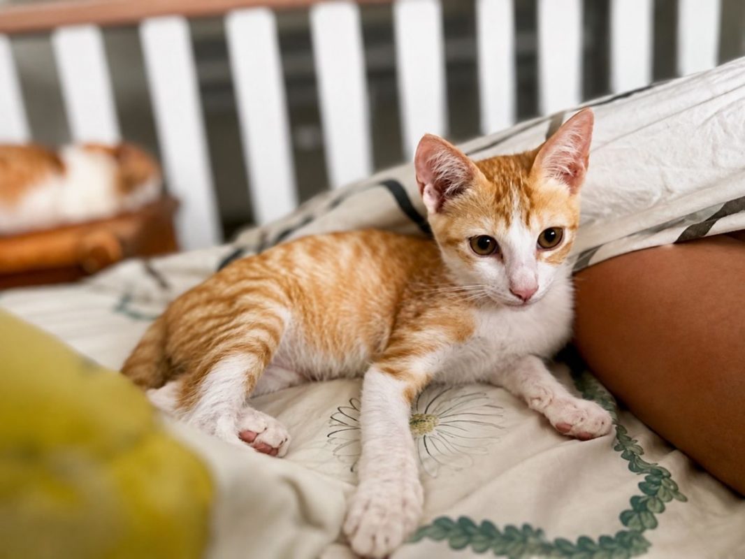 JOSÉ - Chat à adopter - photo 5