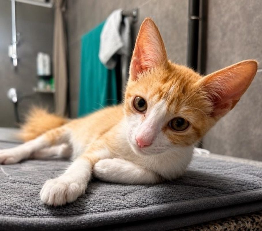 JOSÉ - Chat à adopter - photo 6