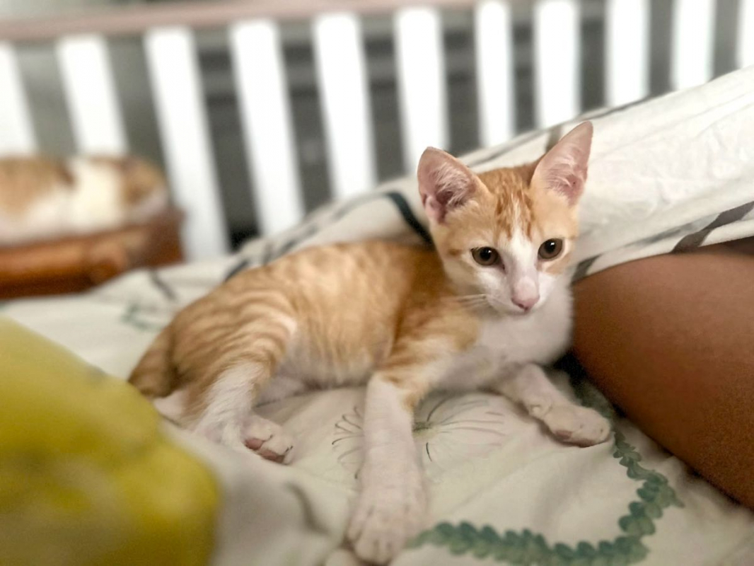 JOSÉ - Chat Européen à adopter - photo 2