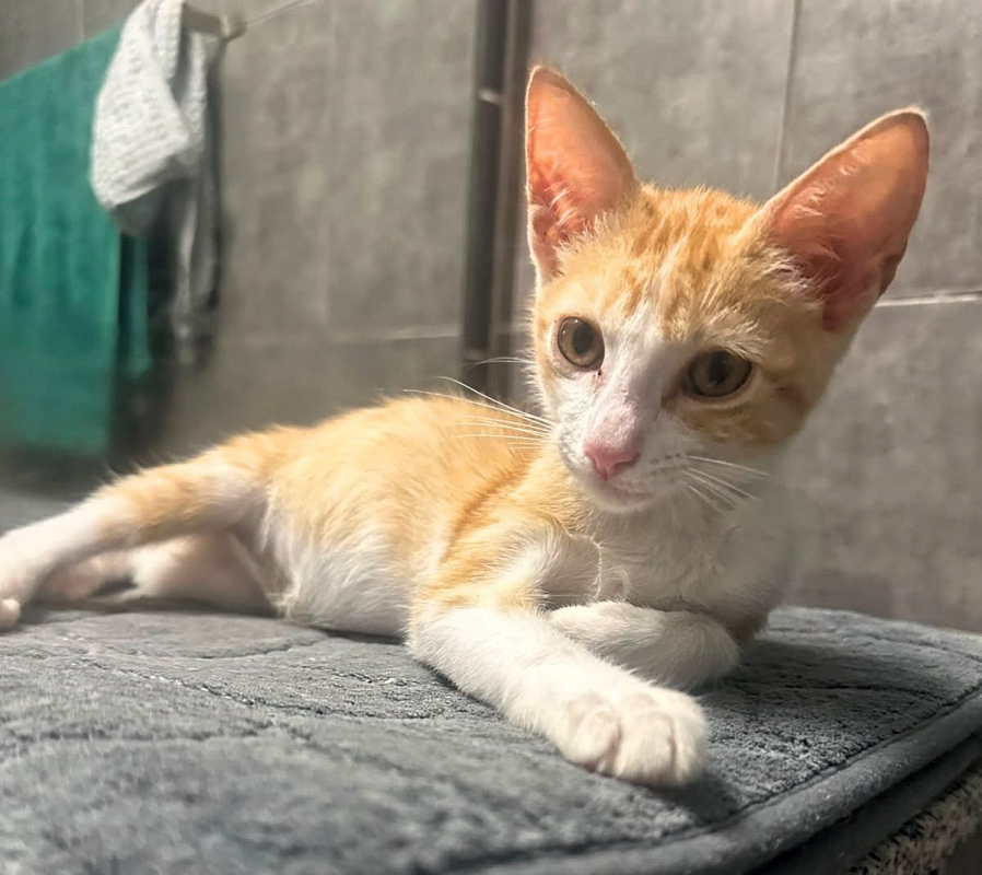 JOSÉ - Chat Européen à adopter - photo 6