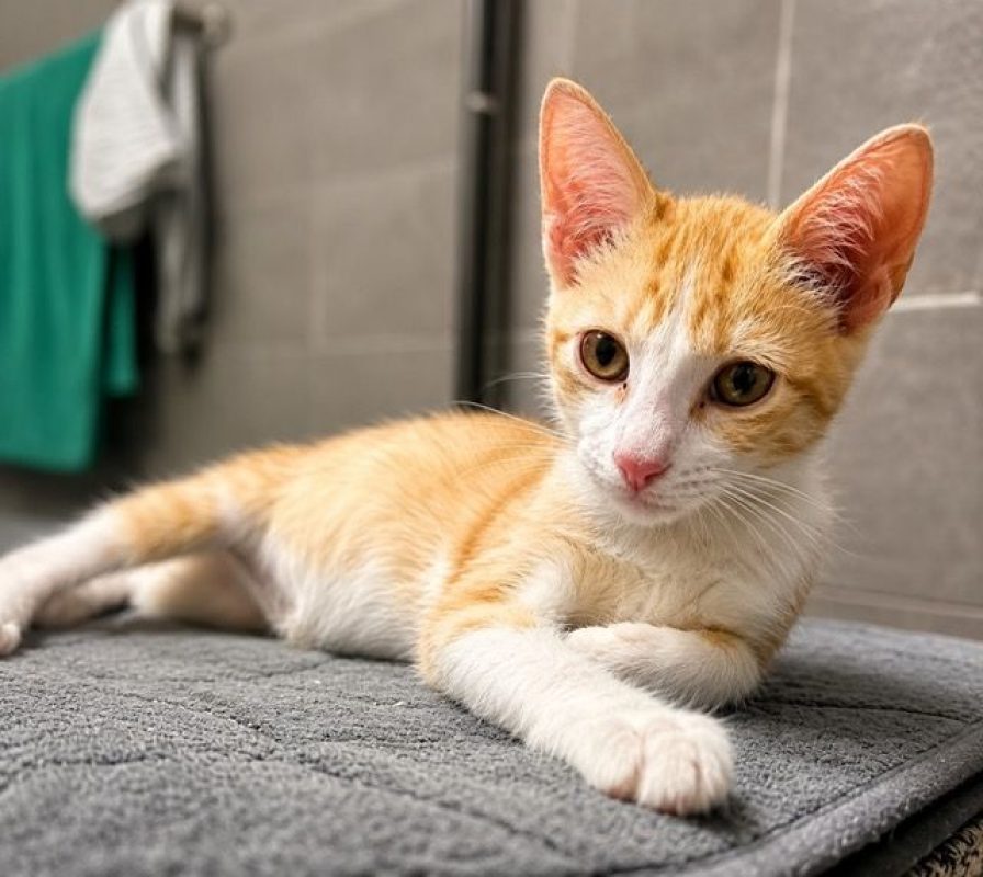 JOSÉ - Chat à adopter - photo 4