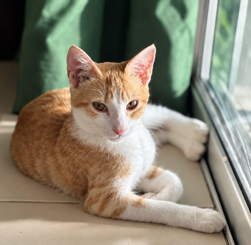 JOSÉ - Chat à adopter