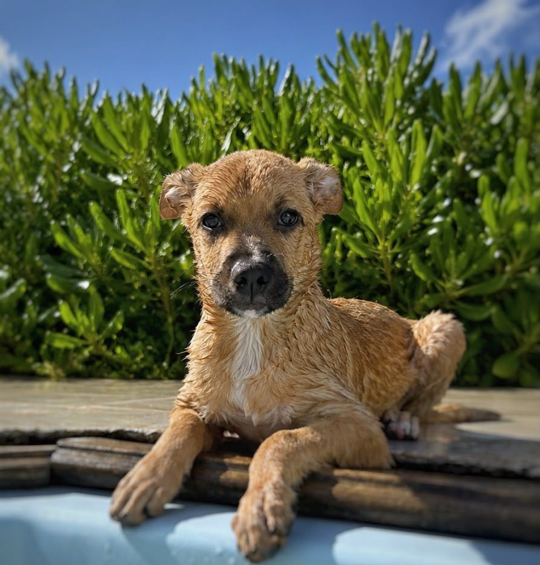 CHARLY - Chien à adopter - photo 2