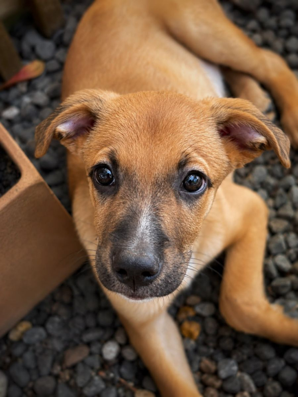 CHARLY - Chien à adopter