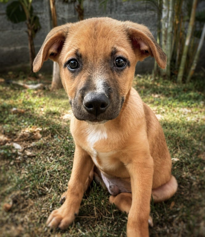 CHARLY - Chien à adopter - photo 6