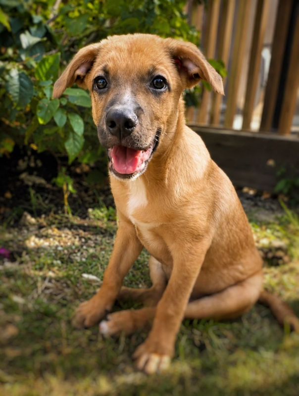 CHARLY - Chien à adopter - photo 5