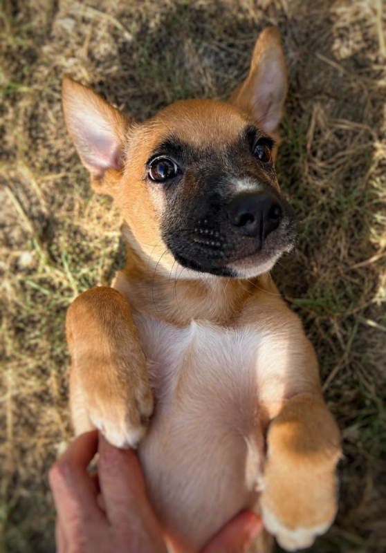MARY - Chien à adopter - photo 3