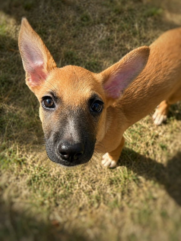 MARY - Chien à adopter - photo 4