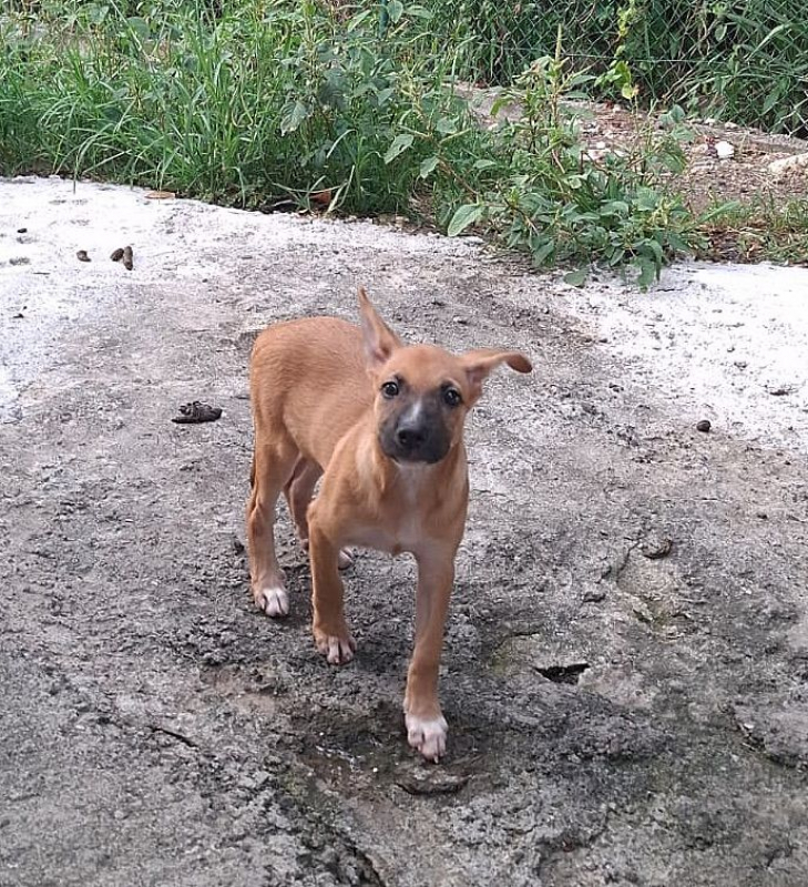 MARY - Chien à adopter - photo 6