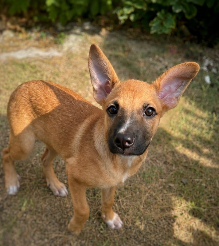 MARY - Chien à adopter