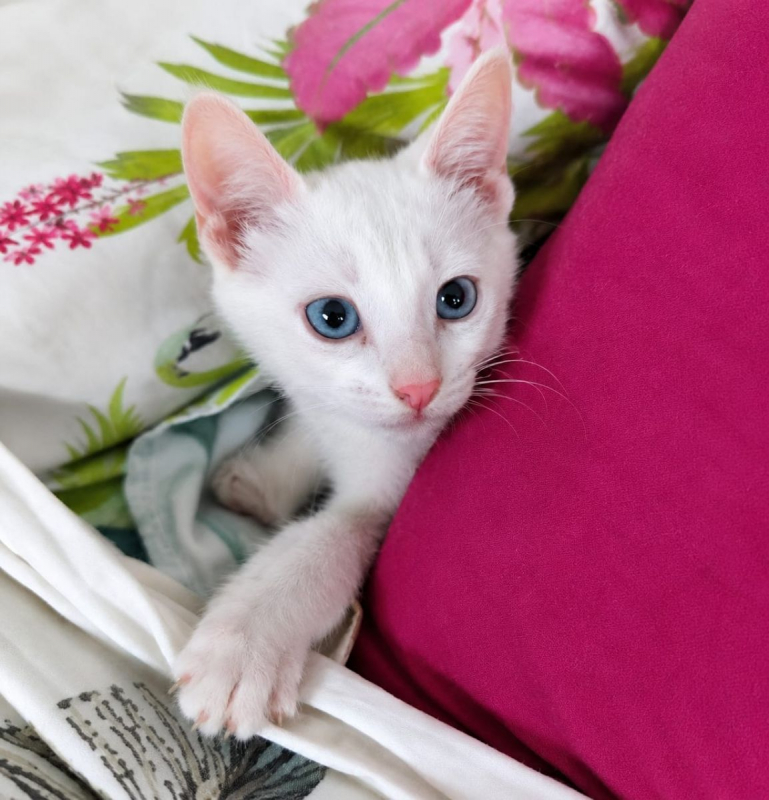 JORDY - Chat Européen à adopter - photo 5