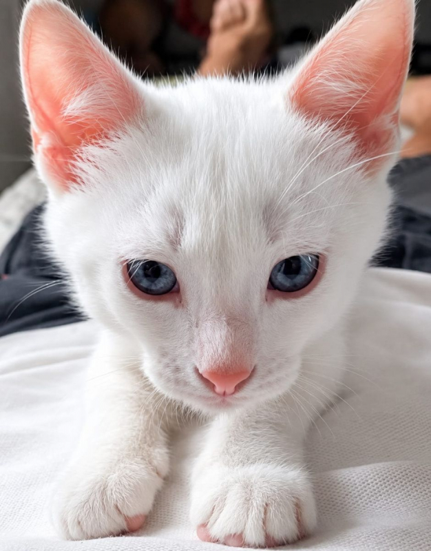 JORDY - Chat Européen à adopter - photo 2